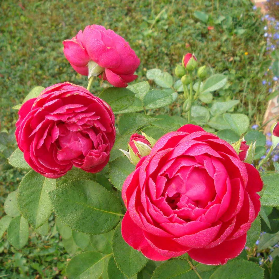 Розы, купить саженцы в Минске